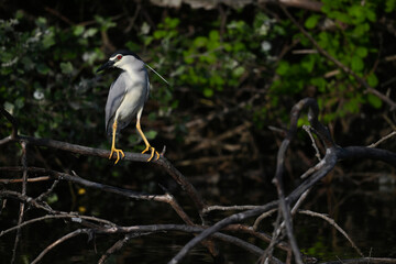Black-crowned Night-Heron // Nachtreiher (Nycticorax nycticorax) - Lake Kerkini, Greece