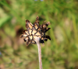 détail de cette fleur fanée