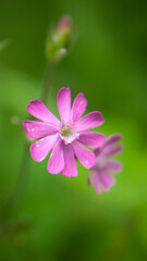 Flores fucsia de planta silvestre en bosque
