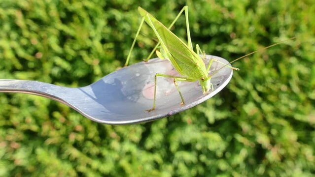 Green grasshopper Phaneroptera falcata, Sickle-bearing Bush-cricket on silver spoon eats the leftover fruit smoothie on sunny day against the backdrop of greenery - close-up shot.