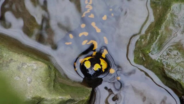 Close up of Fire Salamander climbing through rocks in a stream of water, also called Salamandra salamandra or Feuersalamander