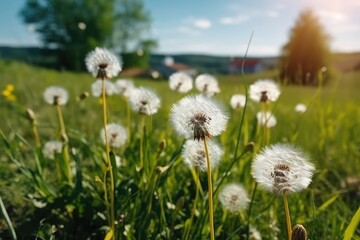 Obraz premium Lot of dandelions close-up on nature in spring. Generative AI