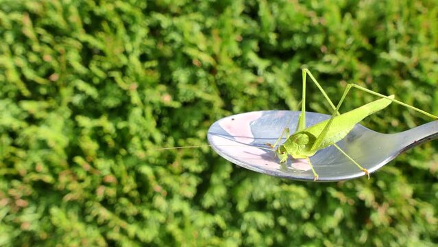 Green grasshopper Phaneroptera falcata, Sickle-bearing Bush-cricket on silver spoon eats the leftover fruit smoothie on sunny day against the backdrop of greenery - close-up shot.