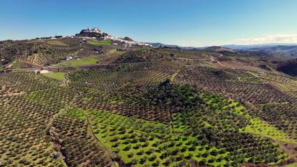 Olive tree fiel for the production of olive oil, Andalusia, south Spain. - obrazy, fototapety, plakaty