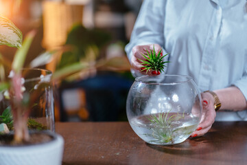 How to care for a plant growing without soil. Bathing atmospheric tillandsia inside flowers and vintage interior decorations accessories store.
