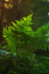 fern in the forest