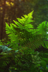fern in the forest