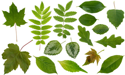 Green leaf collection of different leaf , tropical and flower leaves / isolated on white / for...