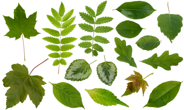 Green leaf collection of different leaf , tropical and flower leaves / isolated on white / for nature, eco and summer design