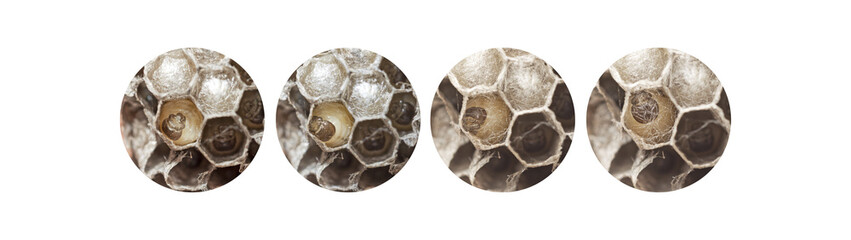 A set of photographs of a wasp larva weaves a lid in a honeycomb cell. Wasp nest with larva