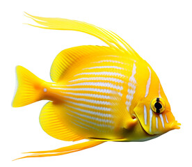 Yellow Zebrasoma xanthurum fish on the transparent background PNG. AI generative.