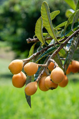 fresh loquat (Eriobotrya japonica) on the tree in japan
