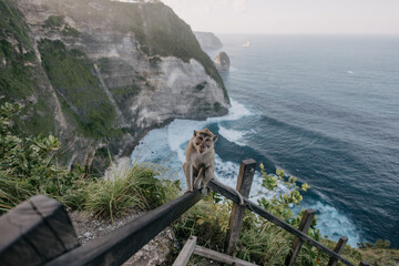 Long-tailed macaque climbing up the stairs in the morning at Kelingking Beach, Bali