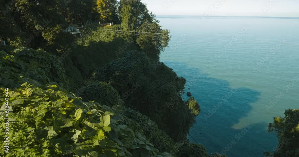 Wall mural batumi, adjara georgia. bright lush green vegetation. beautiful summer view from botanical garden of