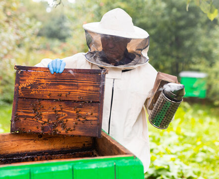 Senior beekeeper with fumigator in nature