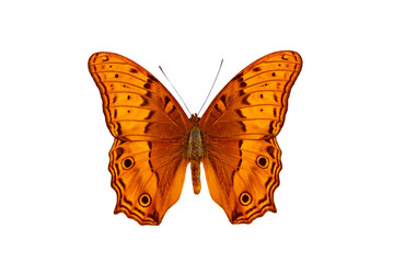 Fototapeta na wymiar common cruiser butterfly (vindula erota) isolated on white background