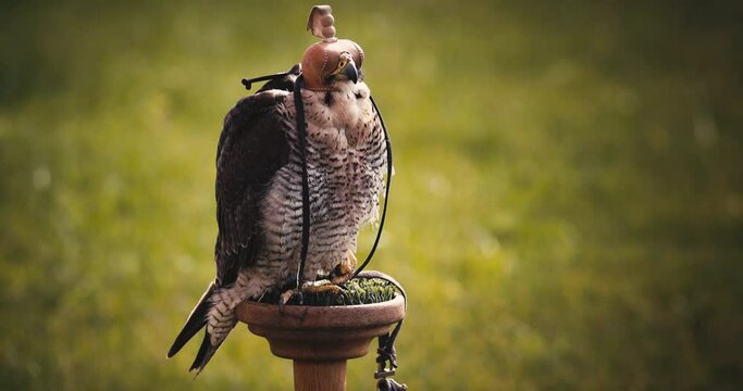 Trained peregrine falcon bird of pray wearing a leather hood for calming purposes standing on a tree branch