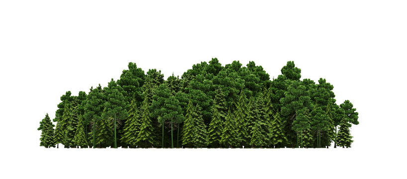 group of trees isolated on a transparent background, big trees in the forest, 3D illustration, cg render
