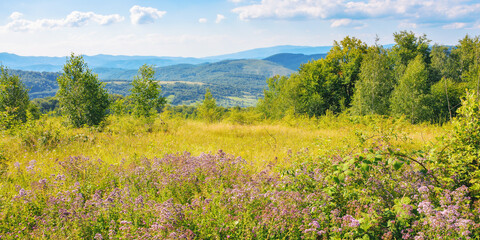 Fototapeta premium countryside scenery with meadow in mountains. summer landscape with rural valley in the distance