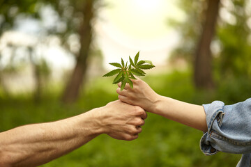 Male and female hands hold hemp grass. Human hands holding hemp leaves on a sunny sky...