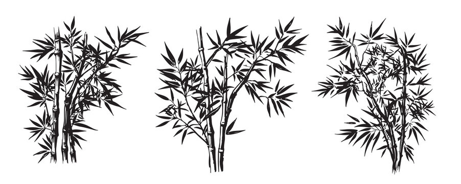 Bamboo tree, Hand drawn style. Vector.	

