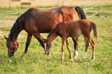 Naklejka na ściany i meble Small brown Arabian horse foal standing next to his mother, blurred green grass field background