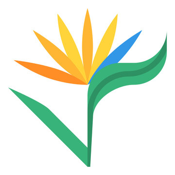 bird of paradise tropical flower nature summer