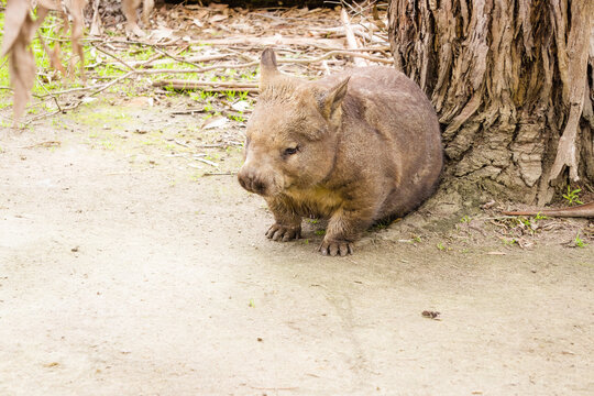Southern Hairy-nosed Wombat Photo Taken At Moonlit Sanctuary