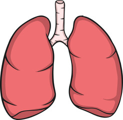 human anatomy lungs