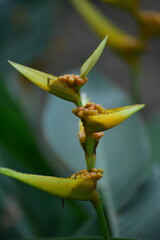 Heliconia yellow flower at the garden, Heliconia is a genus of flowering plants in the monotypic family Heliconiaceae