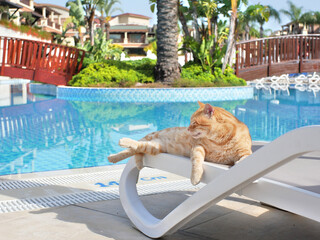 ginger cat on a deckchair near a swimming pool © Igor