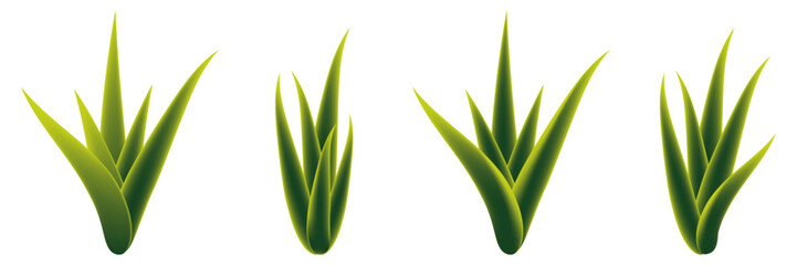 Aloe vera vector illustration set. Isolated element.