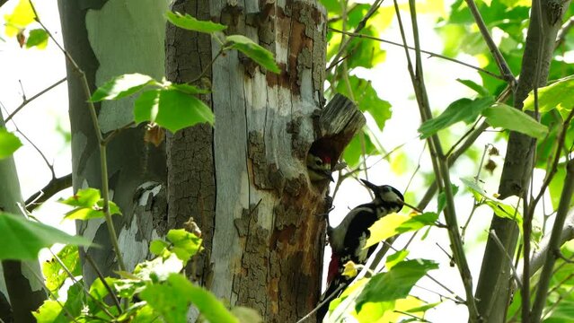 ヒナにエサを与えるアカゲラの親鳥