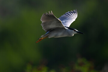 Black-crowned Night-Heron // Nachtreiher (Nycticorax nycticorax) - Lake Kerkini, Greece