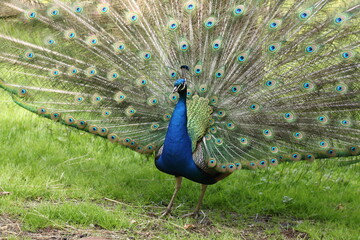 Obraz premium Male peafowl (peacock) with spread feathers expanded like a wheel