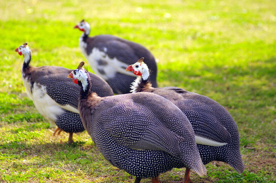 Photo of a helmeted,spotted guinea fowl bird looking for food