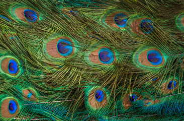 Pattern of peacock feathers, close-up