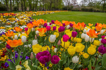 Field of colorful tulips at Wilhelma zoological garden, Stuttgart, Germany