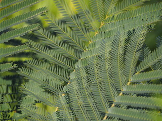 ねむの木　葉っぱ