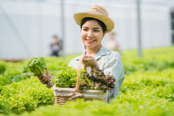 Asian farmers at hydroponic vegetables salad farm.