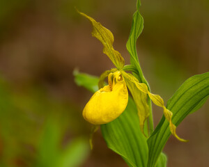 Yellow Lady's Slipper Orchid Flower
