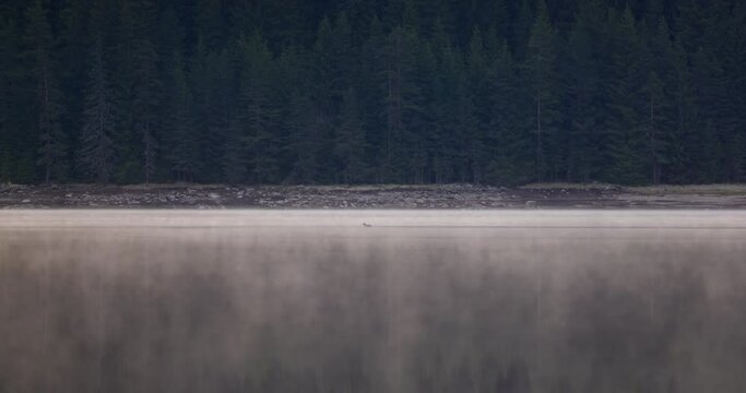 Tranquil atmospheric scenery with mountain lake and coniferous trees silhouettes in dense fog. Pure alpine lake in mystery thick fog. Calm glacial lake and forest edge in misty early morning 