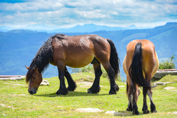 caballos