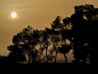 Silueta de árboles con calima al atardecer