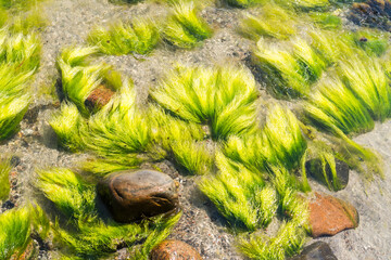 Long green seaweed on rocks at the shore with sand on the ground