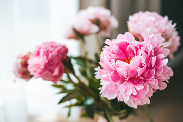 Close-up delicate petals of peonies flowers