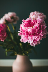 Beautiful bouquet of pink peonies in pink vase on a black background