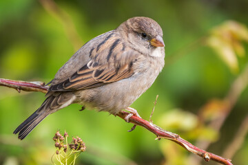 Sparrow sitting on a green branch in autumn. Sparrow with playful poise on branch in autumn or summer