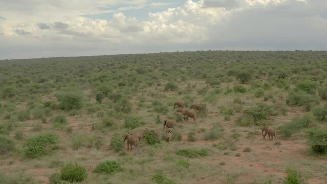 Drone stock footage of Elephants in Samburu, Kenya.