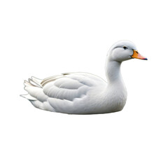 Fototapeta premium A swimming duck with a background cutout for placing on the water, isolated, transparent background, no background. PNG. Generative AI.